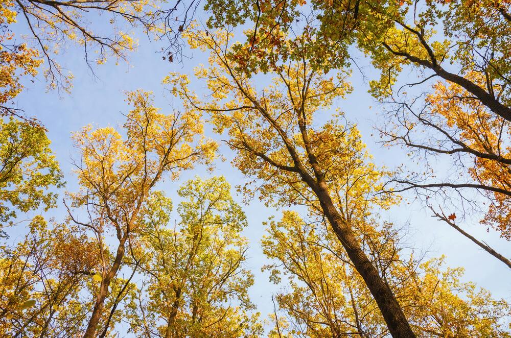 Marktupdate week 45: Zonnig herfstweer